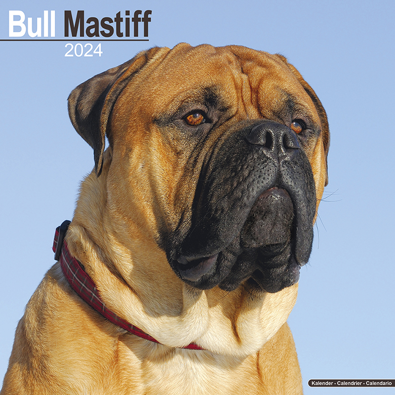 Bull Mastiff Calendar 2024 (Square) Dogs Naturally